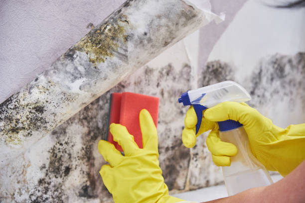 Environmental Consulting for Mold Prevention in Port Byron, NY